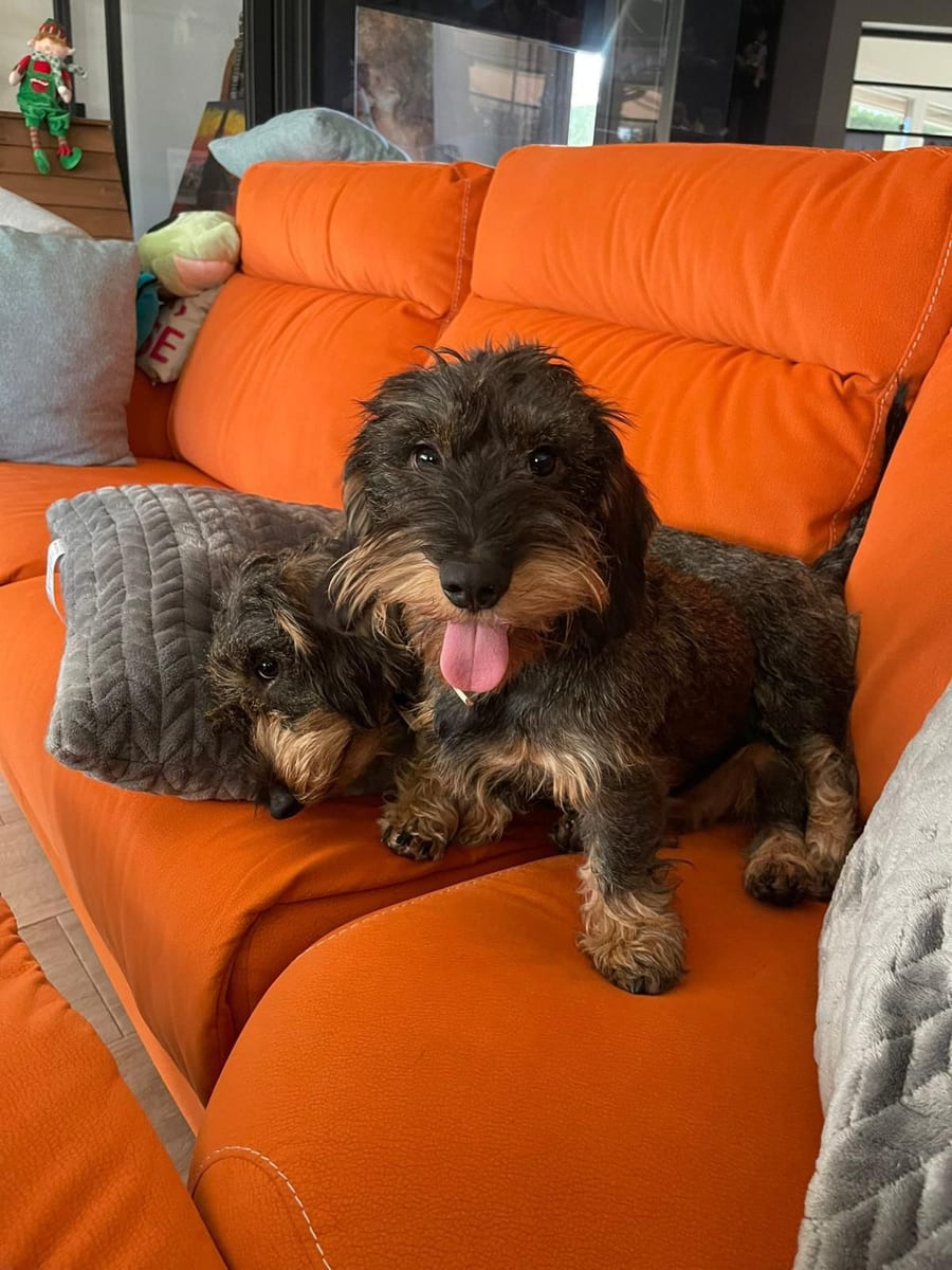 Hatsu and Luna together on an orange sofa