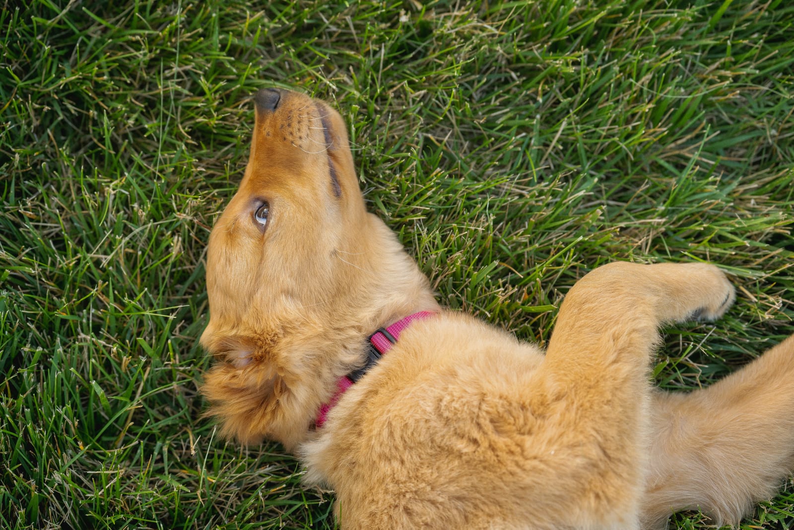 Young Golden Retriever paying close attention during training