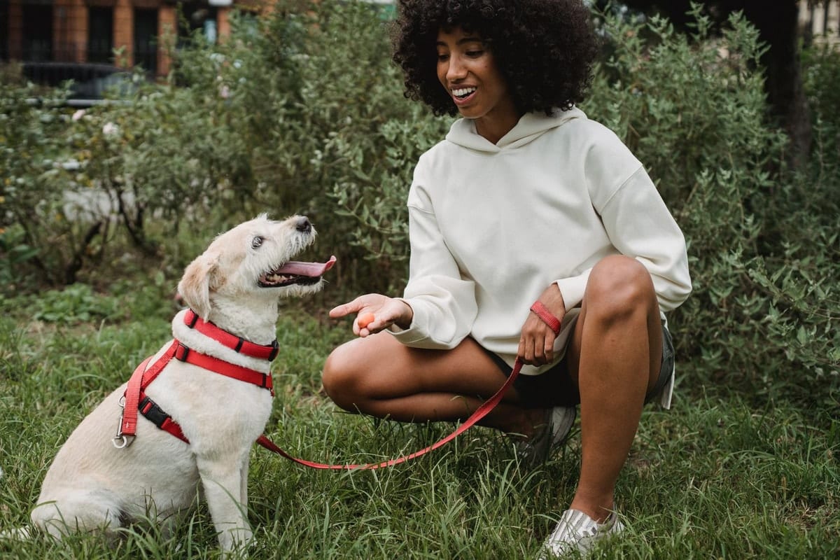 Owner crouching on a lawn holding a treat in an open hand in front of a sitting dog in a red harness