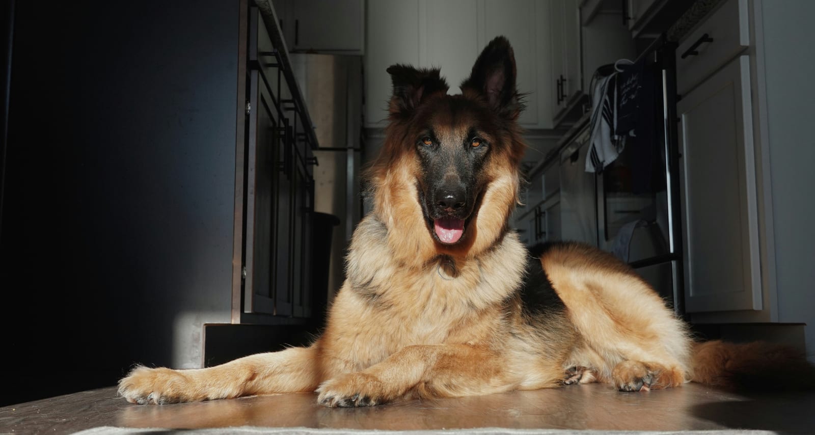 German Shepherd eating from a bowl during mealtime