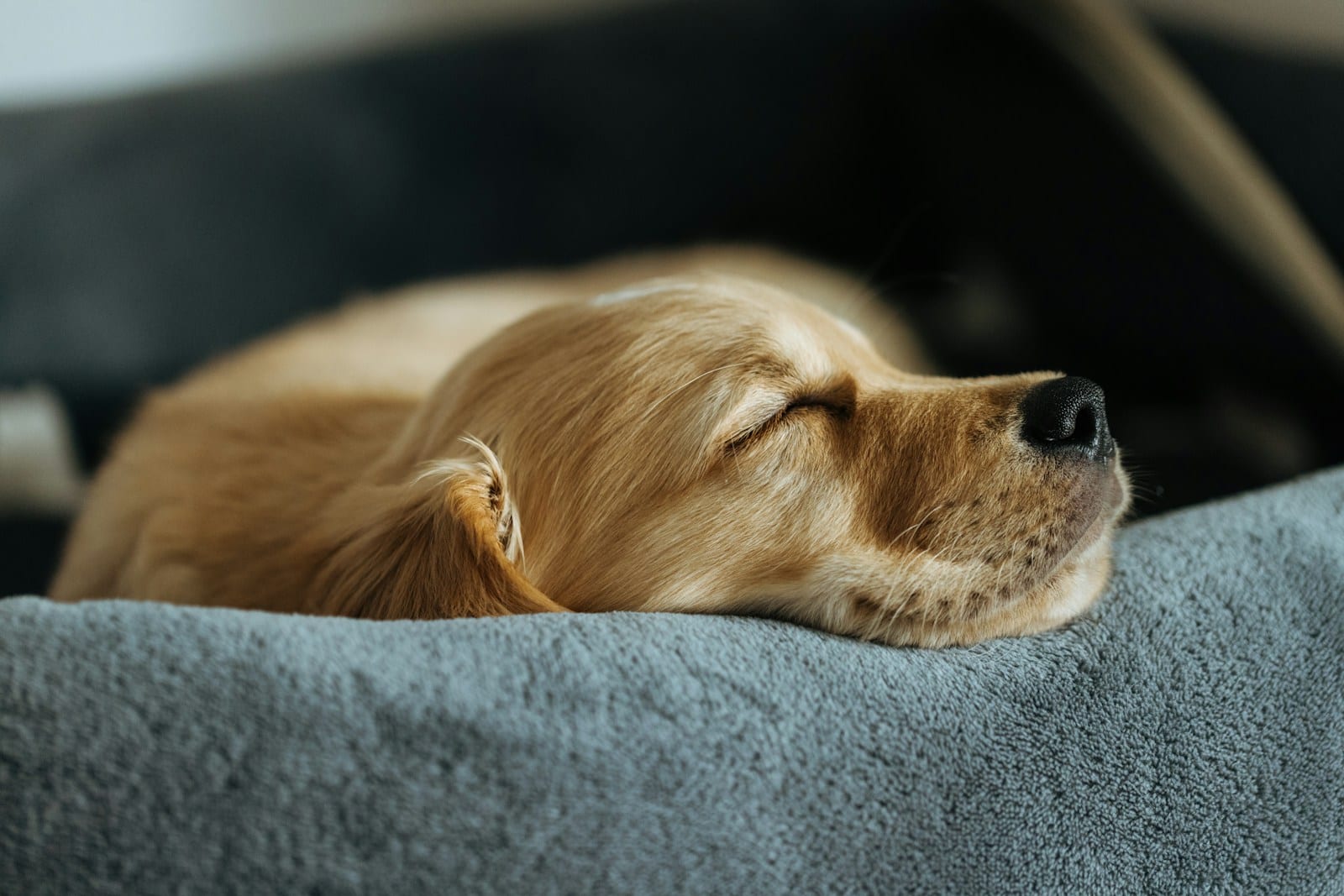 Golden puppy sleeping soundly on a grey blanket in its new bed during its first days home