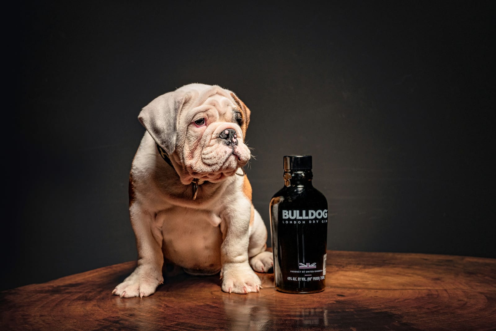 Bulldog resting in cool shade during summer