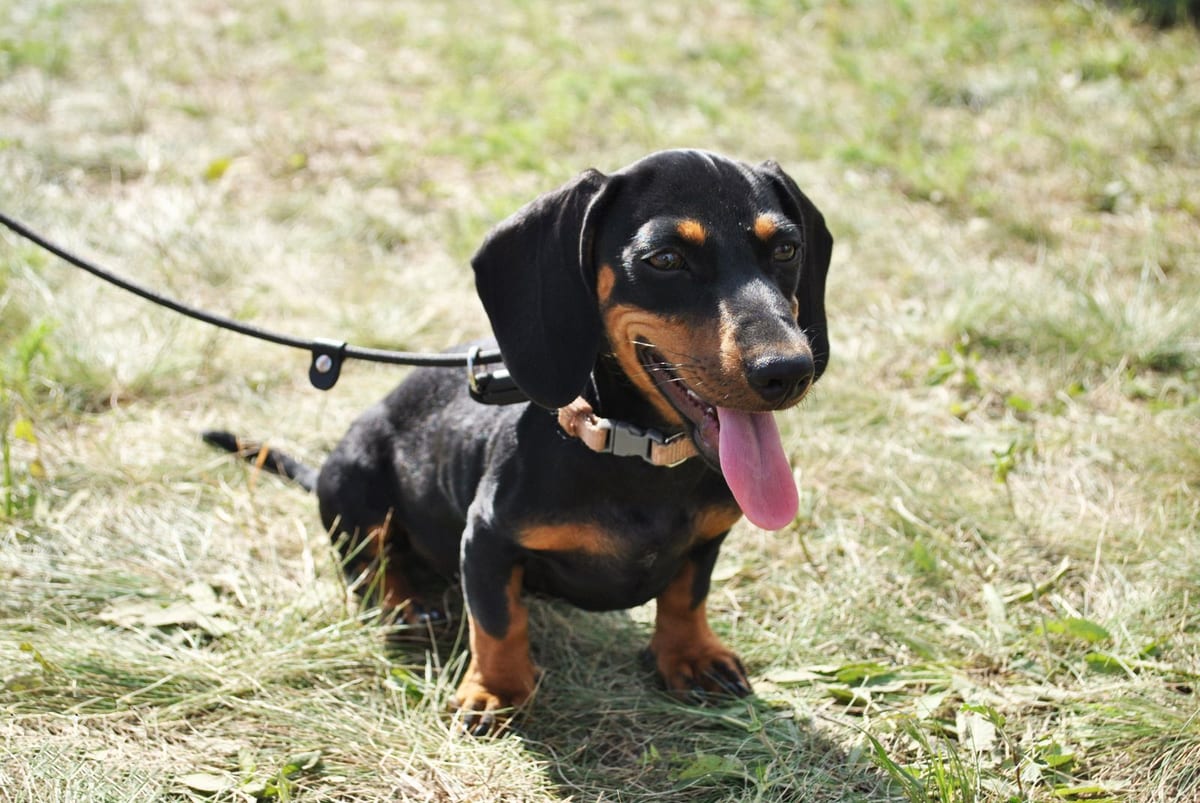 Young black-and-tan smooth dachshund standing on dry grass on a leash, showing a clear tuck-up behind the ribs