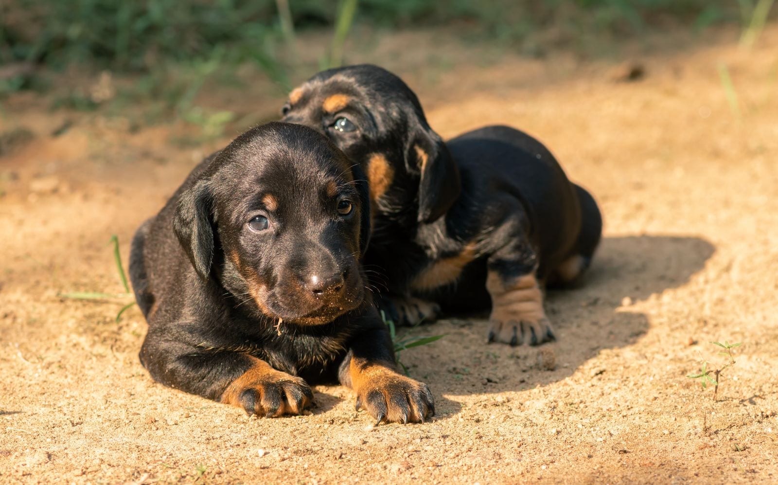 Two black-and-tan dachshund puppies lying side by side on sandy ground in the sun, one noticeably bigger than the other