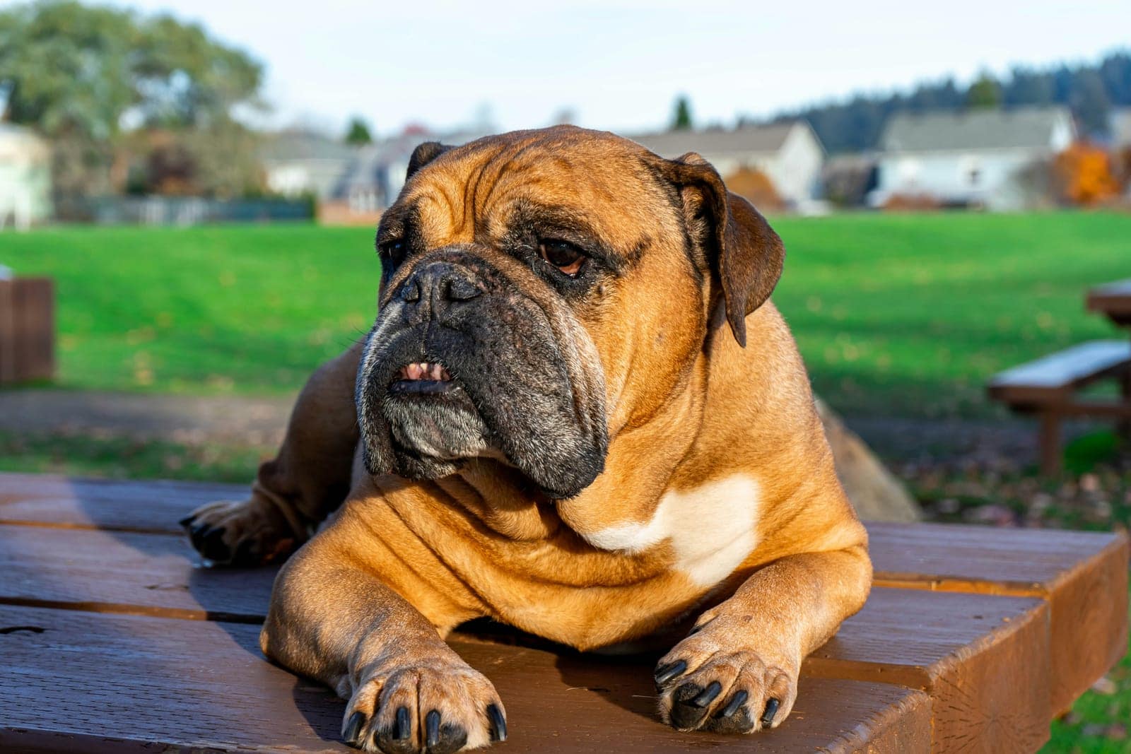 English Bulldog sitting calmly with characteristic wrinkled face