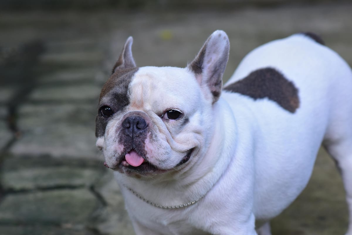 French Bulldog puppy with characteristic bat ears