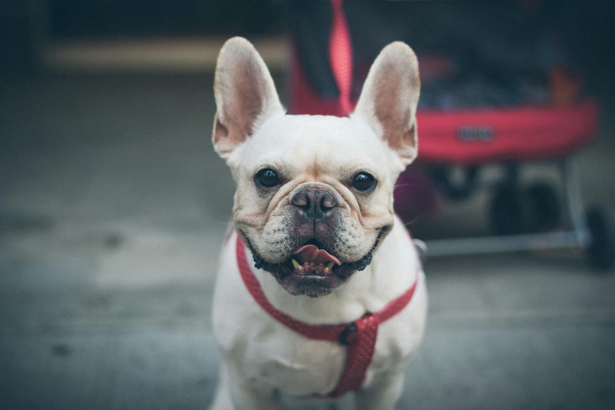 French Bulldog relaxing comfortably at home