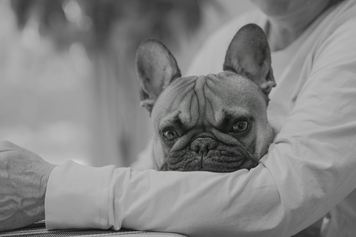French Bulldog bonding with its owner