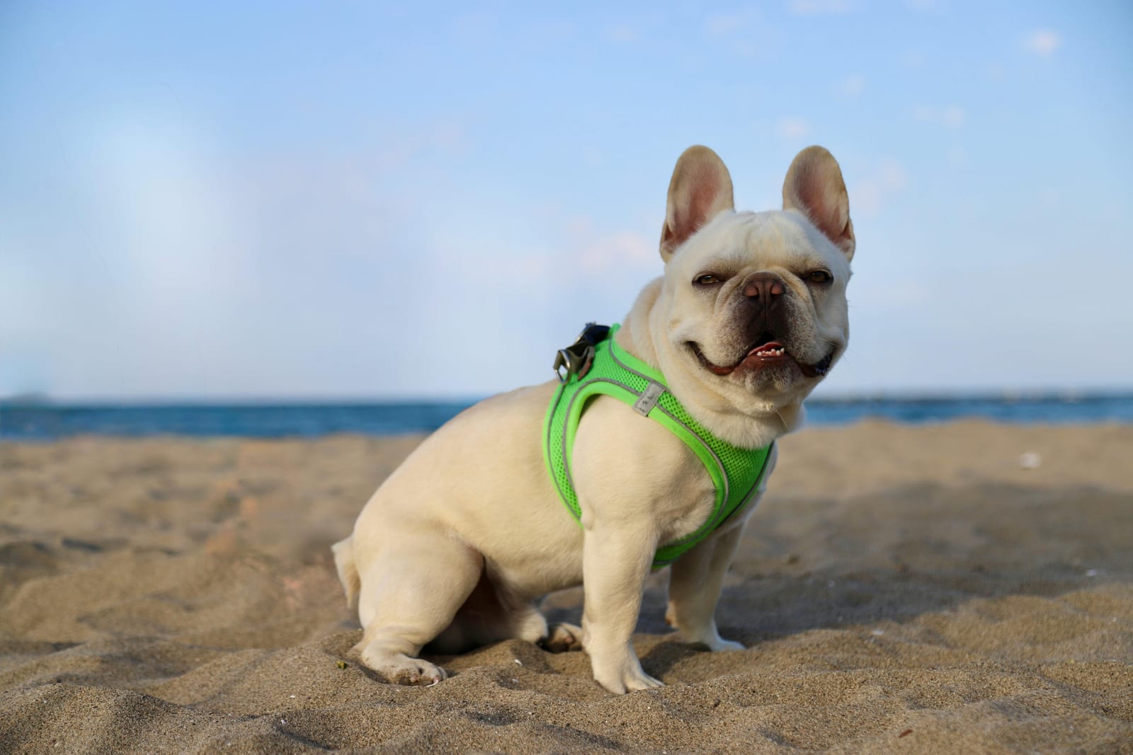 French Bulldog sitting calmly with characteristic bat ears upright