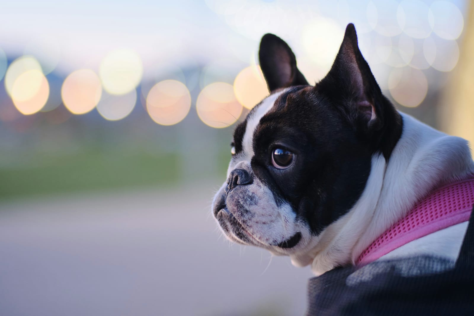 Adult French Bulldog resting calmly outdoors