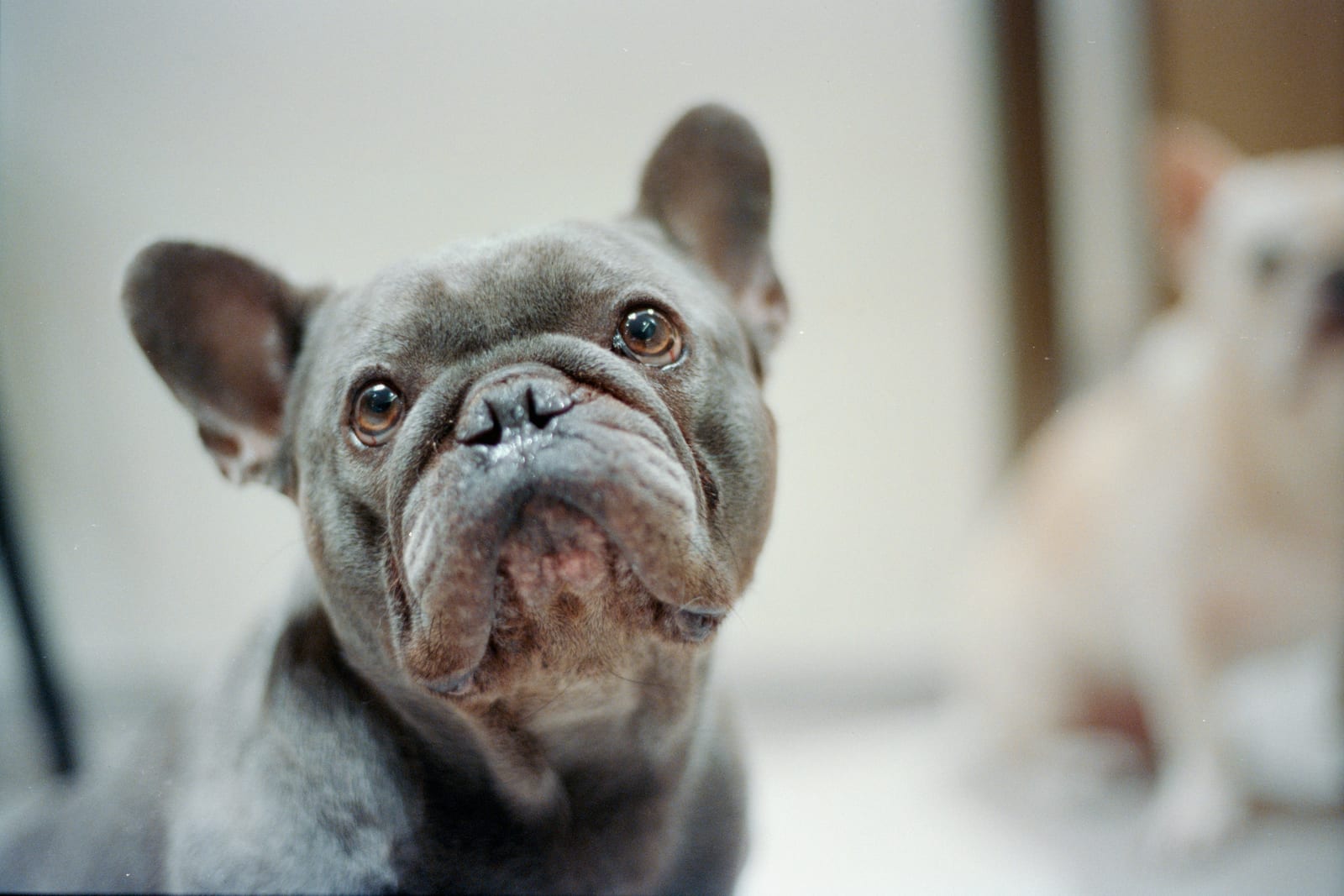 French Bulldog and English Bulldog side by side