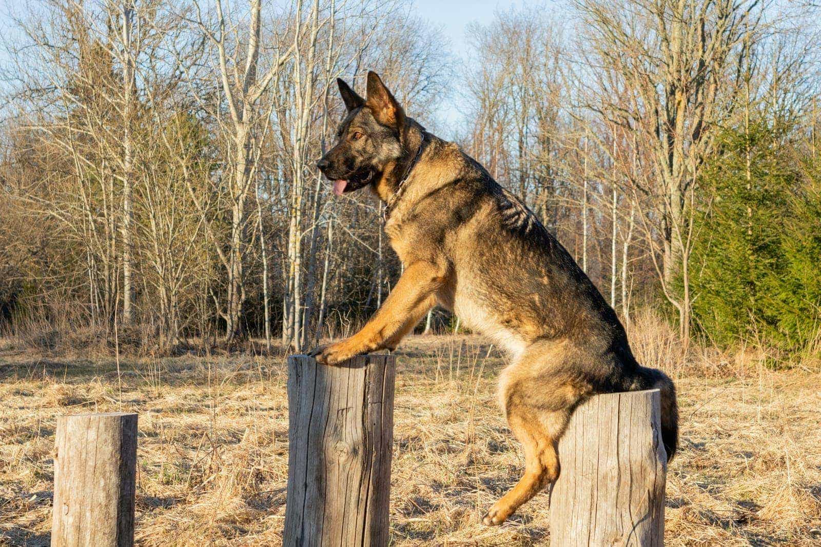 German Shepherd running energetically outdoors