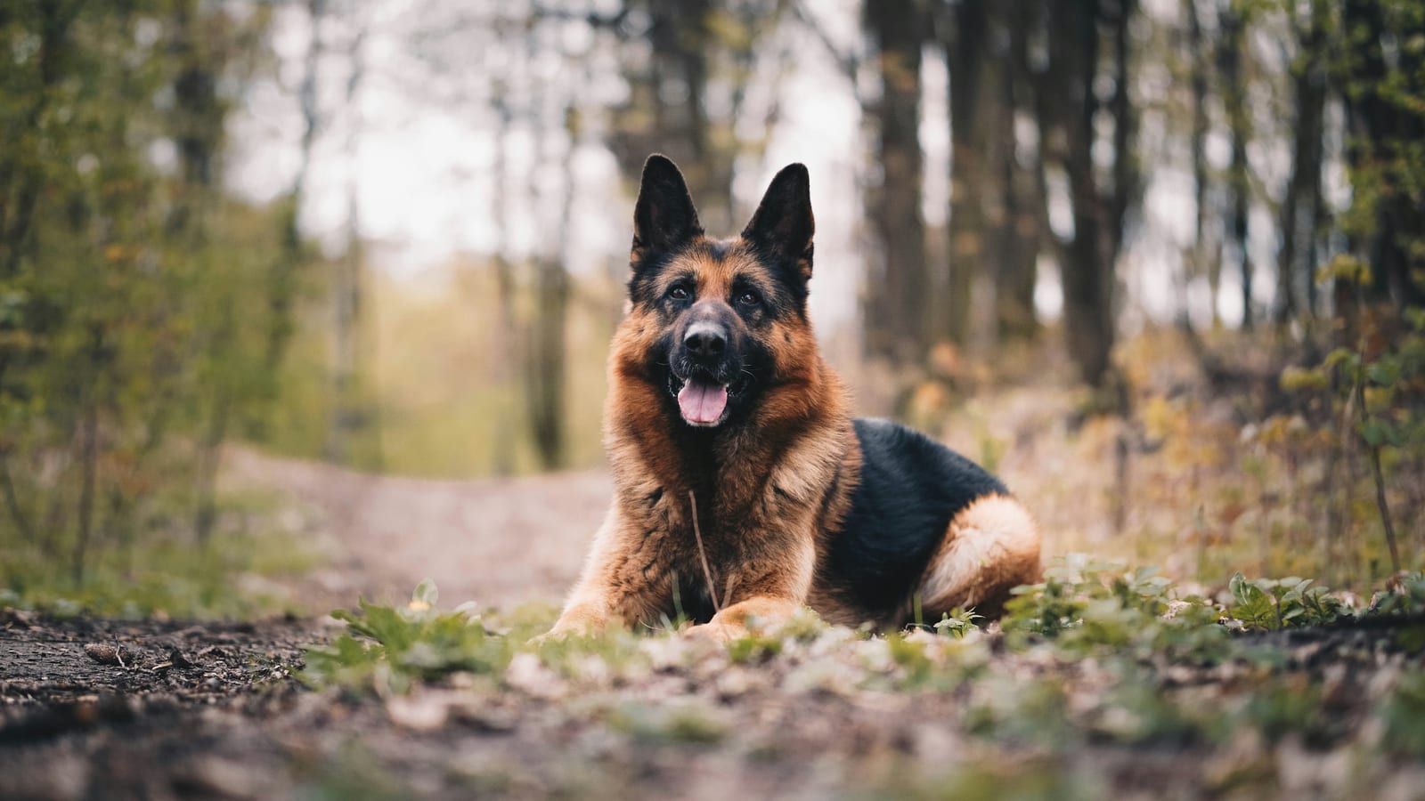 German Shepherd sitting alert during a training session