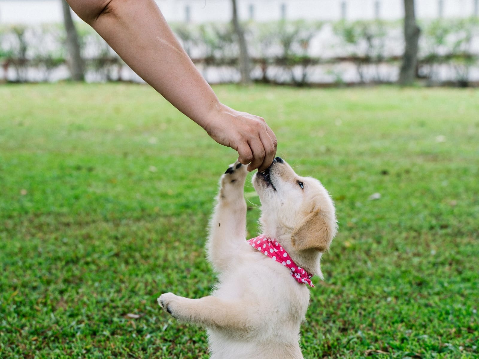 Golden Retriever puppy sitting up on green grass to take a treat from an outstretched hand