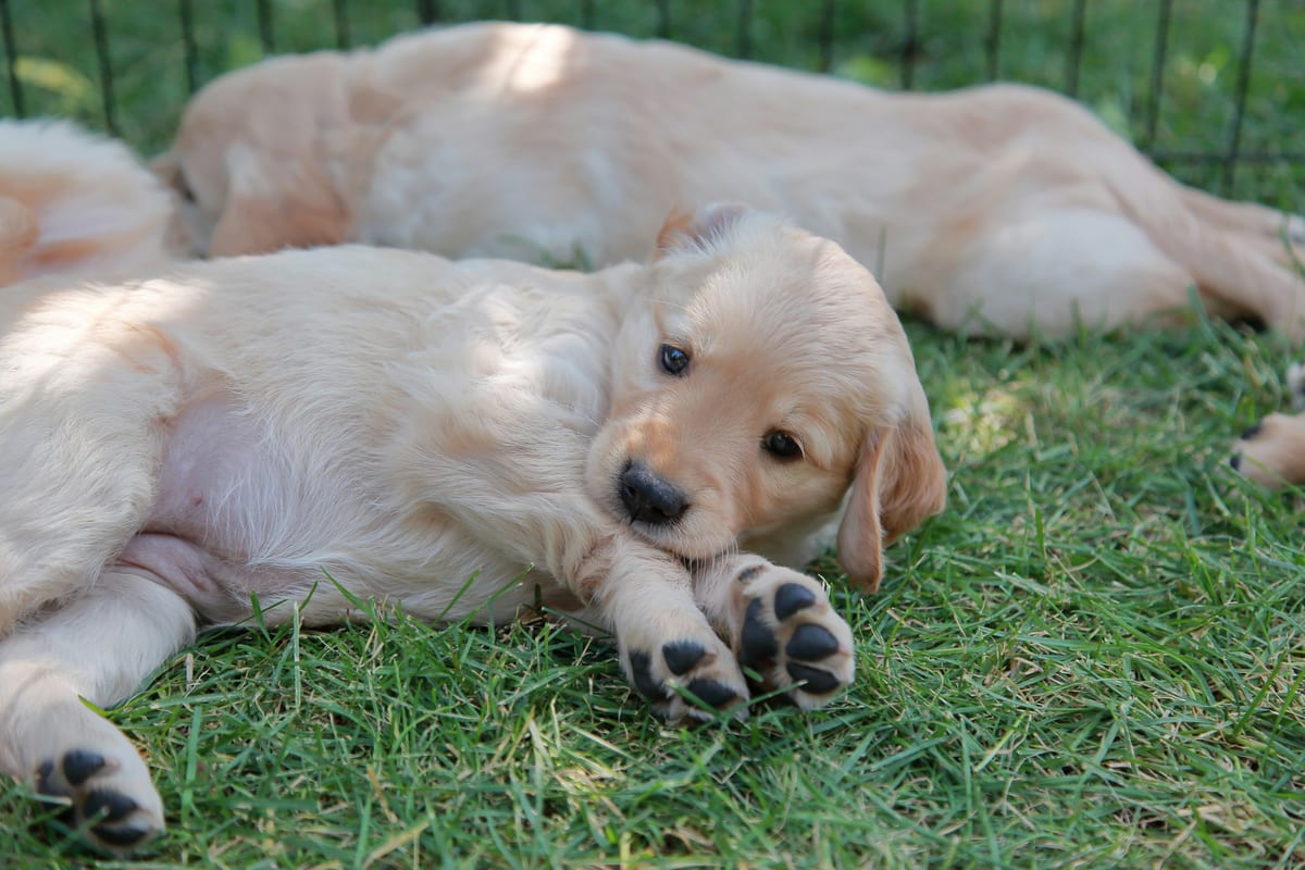 Young Golden Retriever exploring outdoors with visible energy