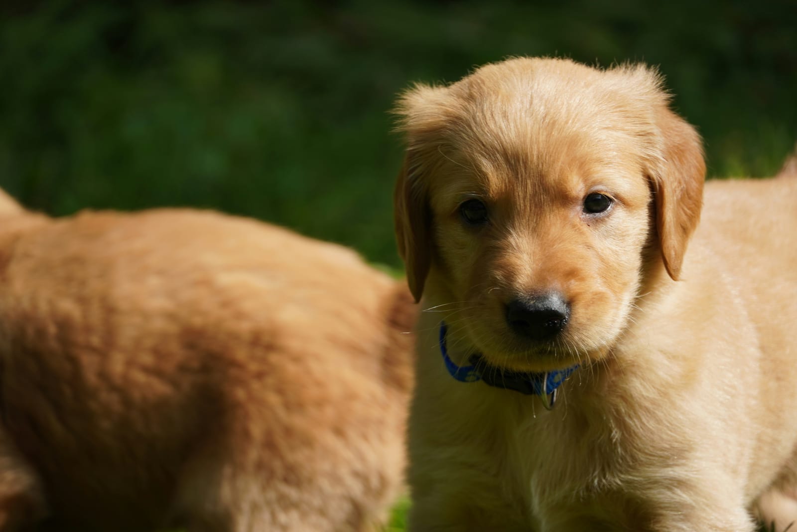 Young Golden Retriever puppy looking curiously at the camera