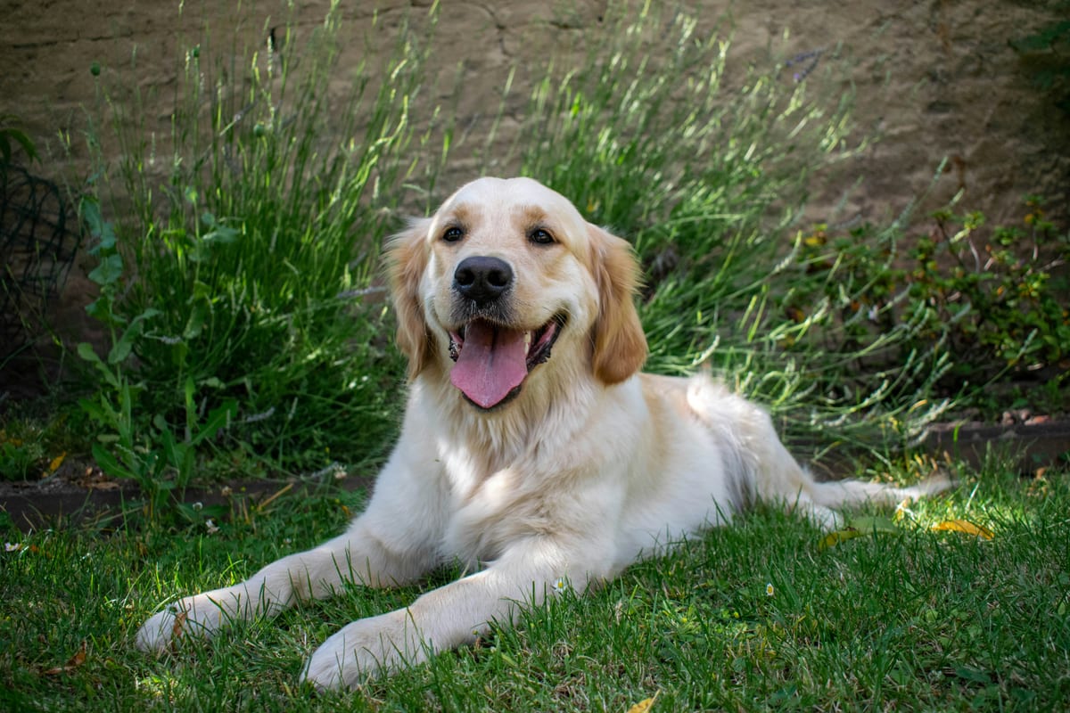 Young Golden Retriever lying calmly in grass with relaxed body language