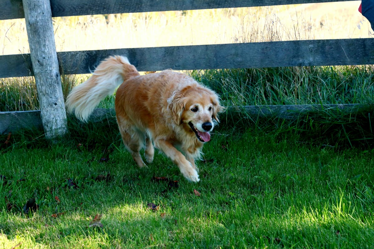 Older Golden Retriever happily running through grass beside a wooden fence