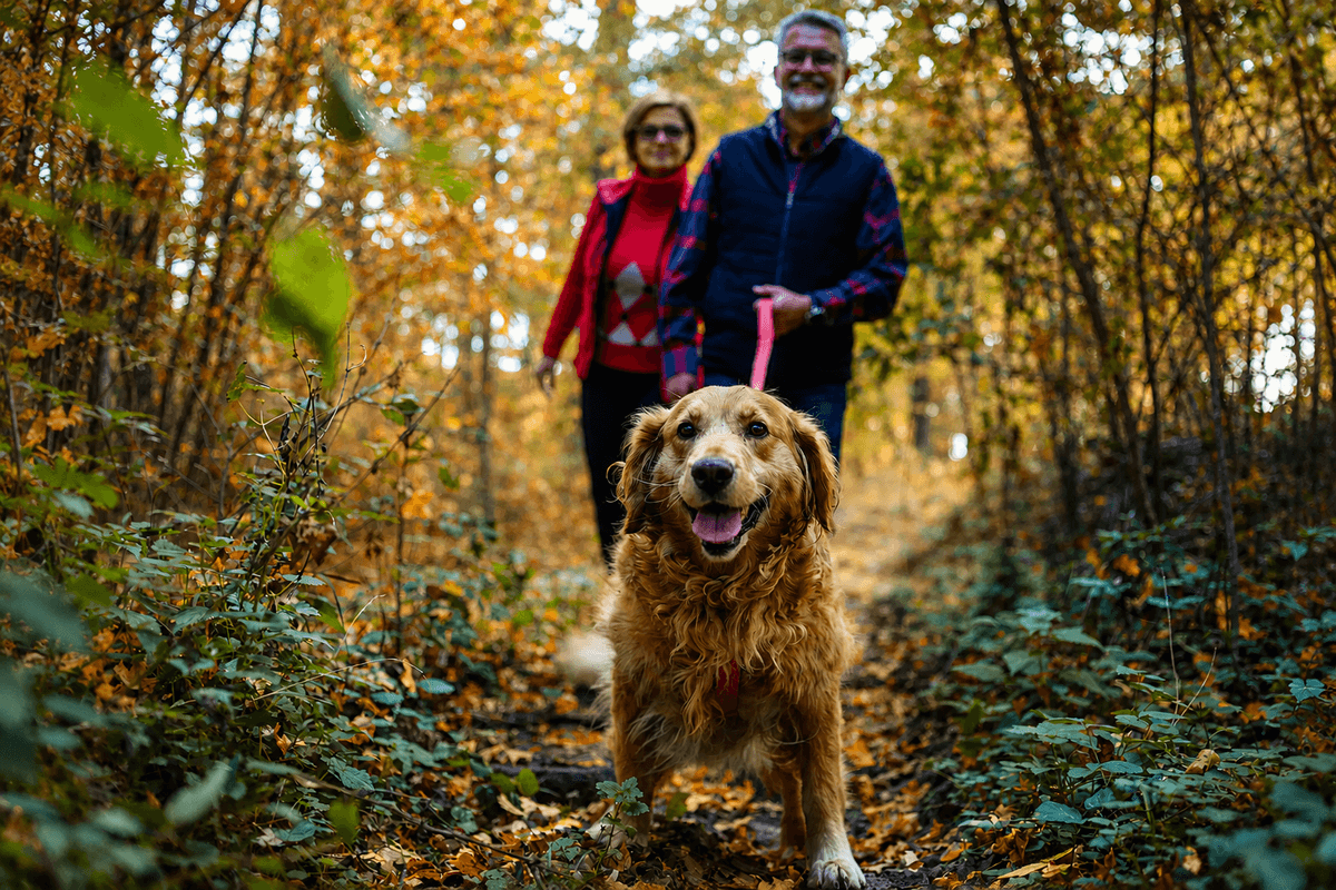 Golden Retriever leading a couple on an autumn forest walk