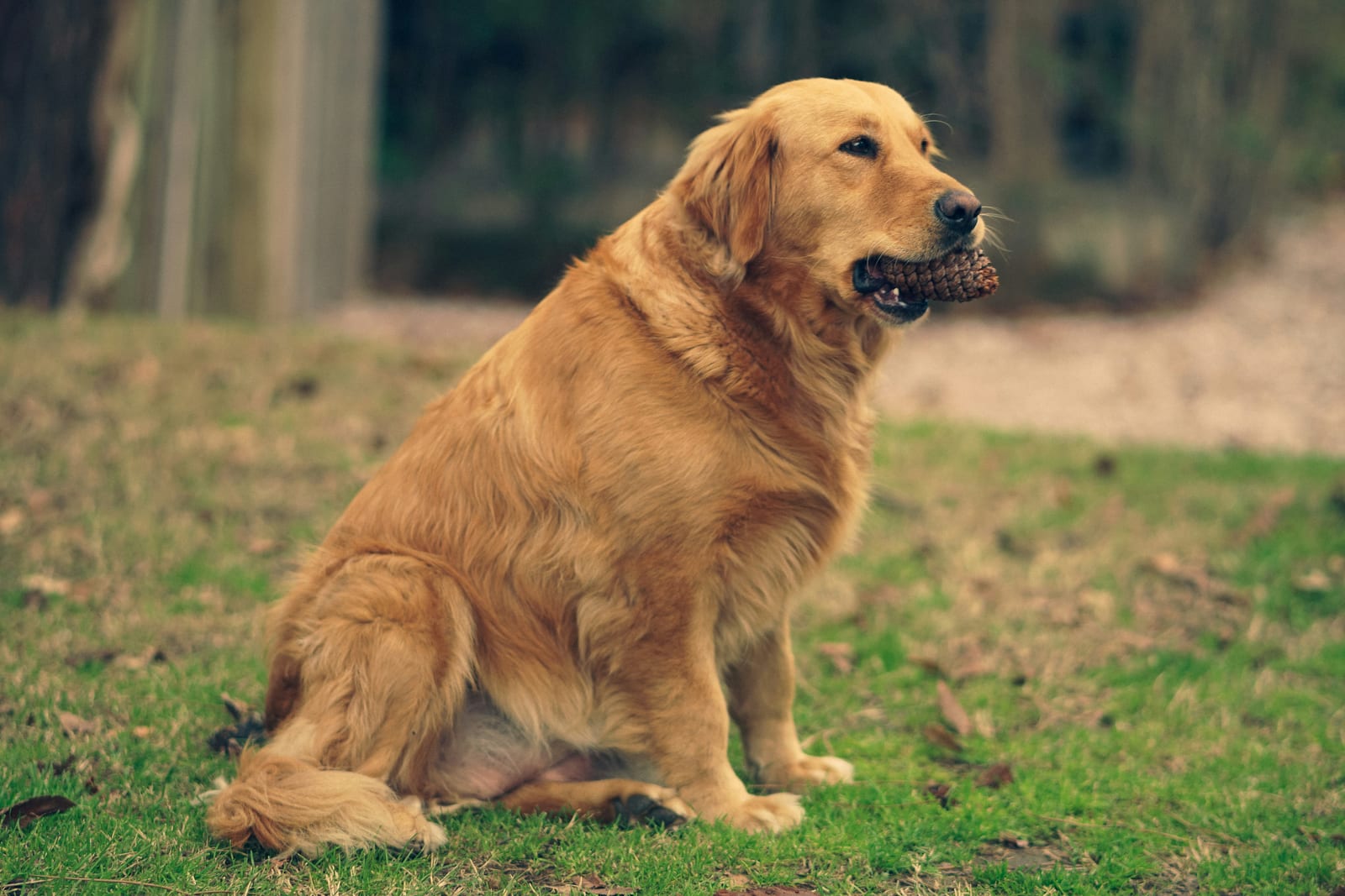 Golden Retriever sitting calmly outdoors holding a pinecone