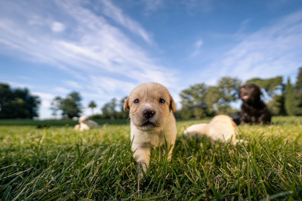 Labrador Retriever running or in profile with visible energy