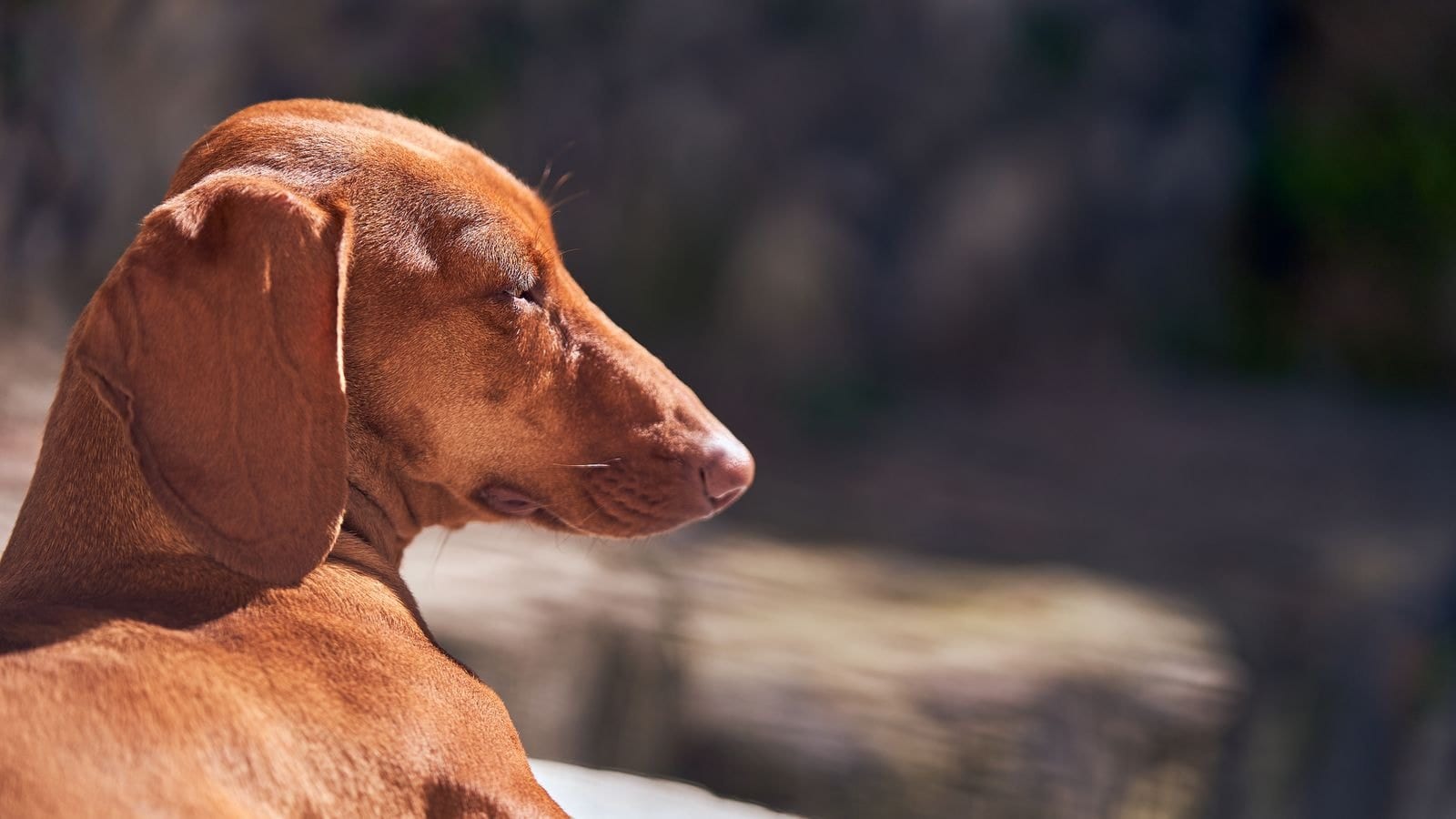 Smooth red dachshund resting in warm sunlight with eyes half closed, photographed in profile