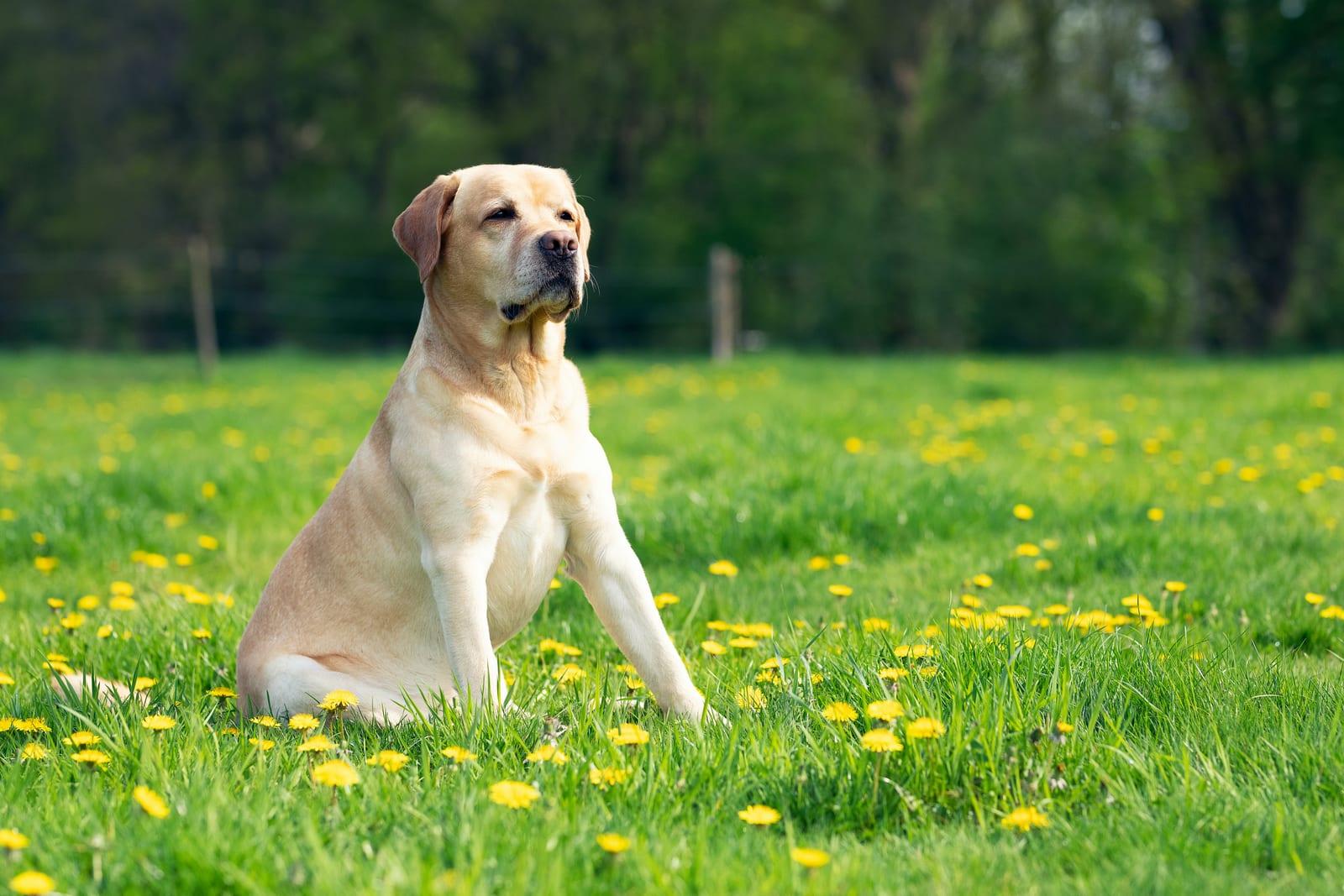 Adult Labrador Retriever with a friendly expression
