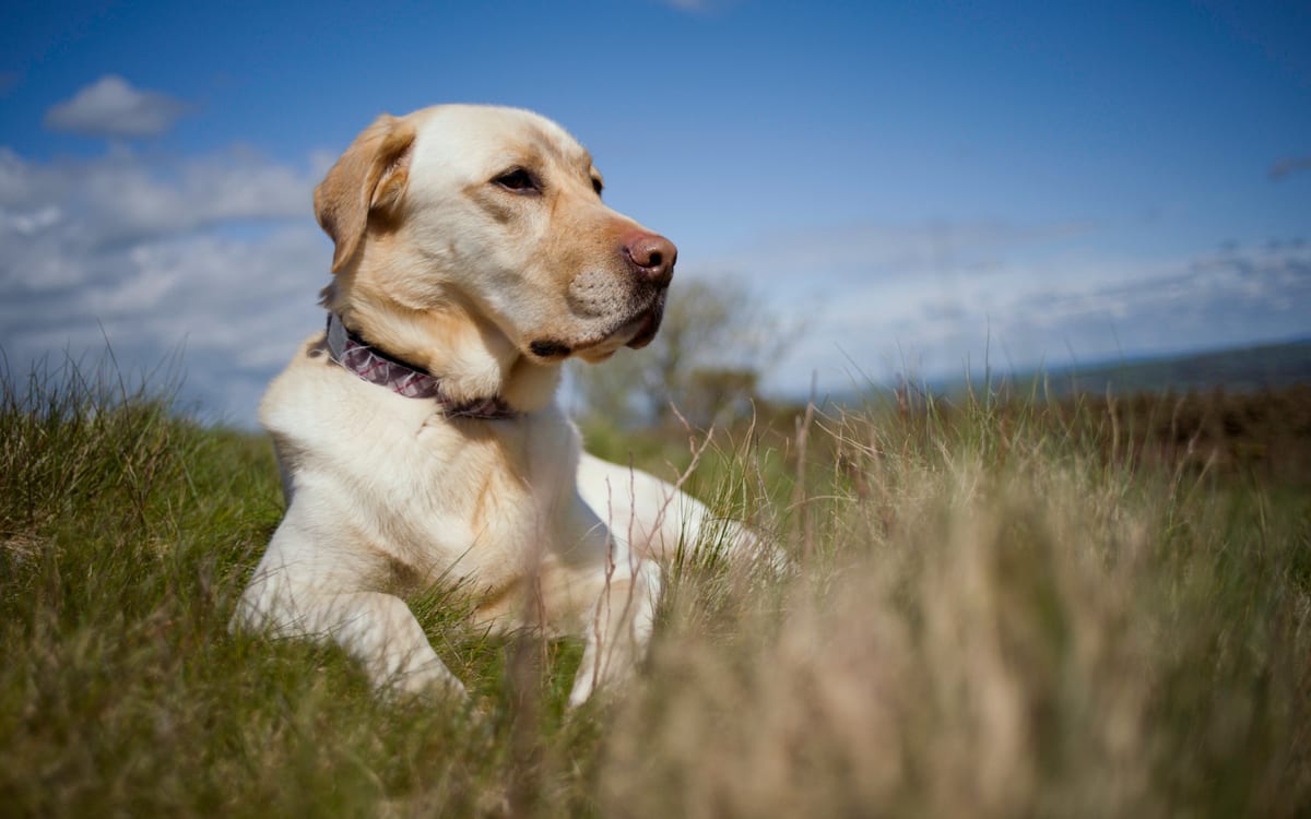 Labrador puppy learning on leash