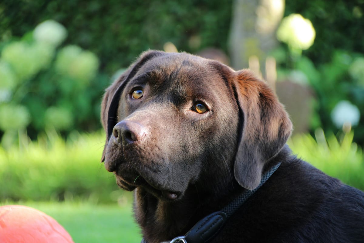 Young adult Labrador running or in water with visible energy
