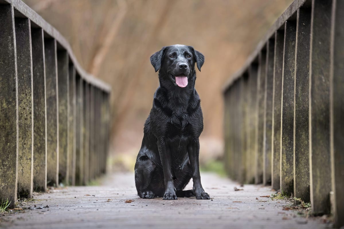 Labrador walking outdoors with its owner