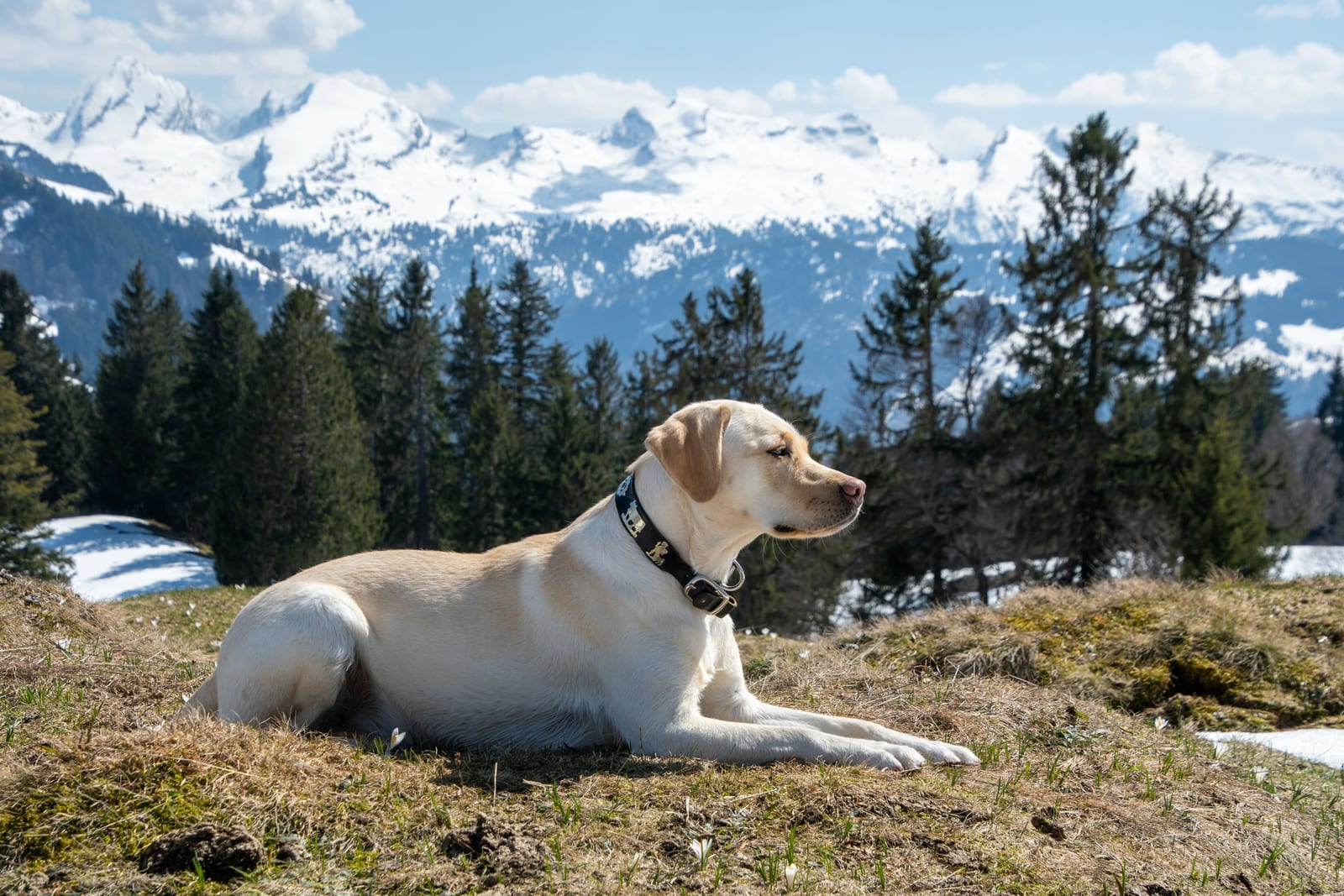 Labrador Retriever sitting attentively during a training session