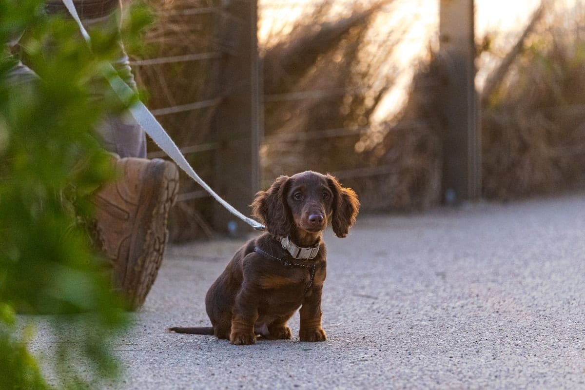 Chocolate dachshund puppy sitting down on a path on a loose leash beside its owner's boot at sunset