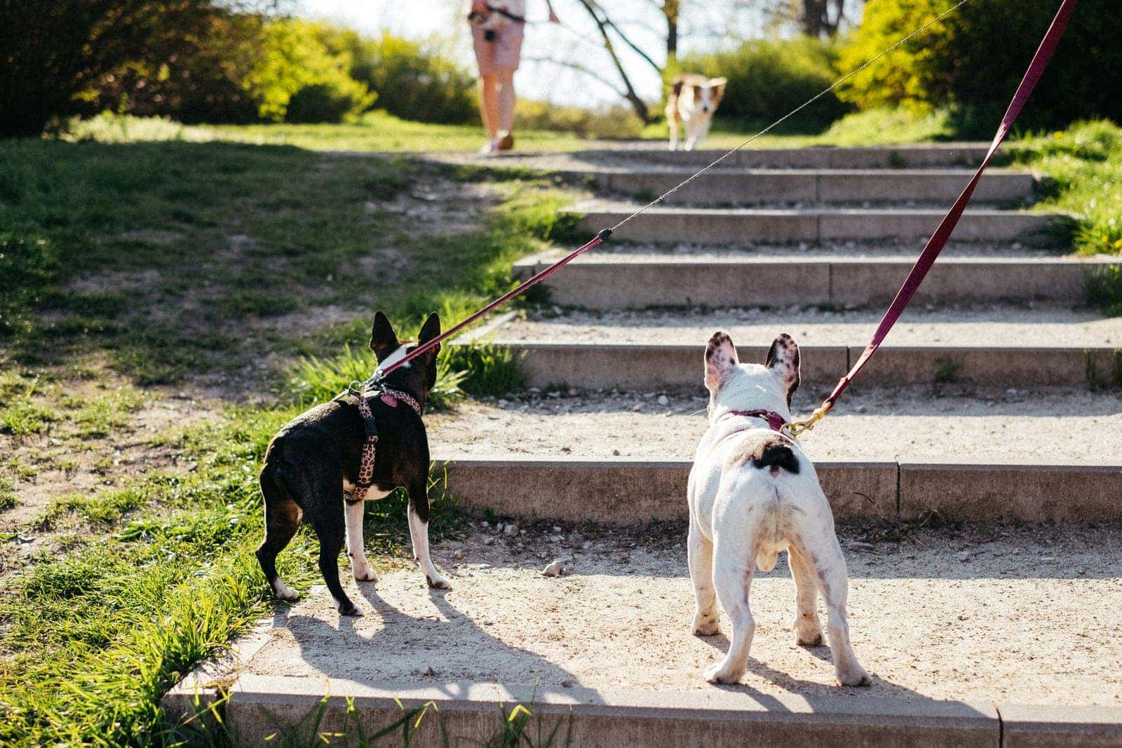 Dog walking calmly on a loose leash next to its owner