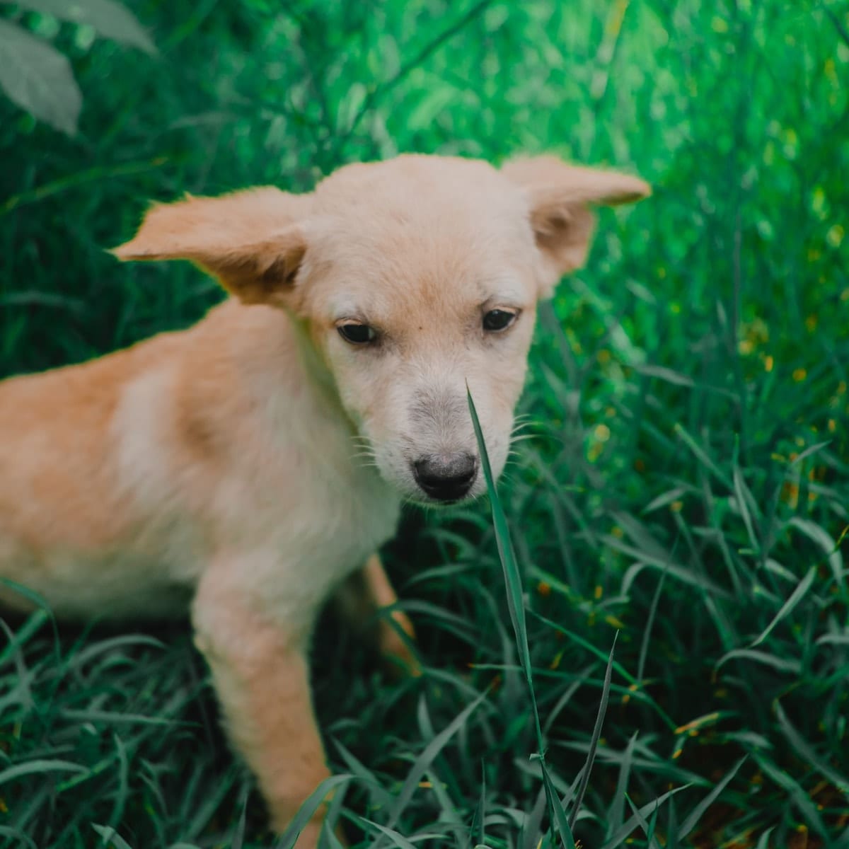 Young cream-colored puppy standing in tall green grass, the kind of outdoor spot to use for every potty trip