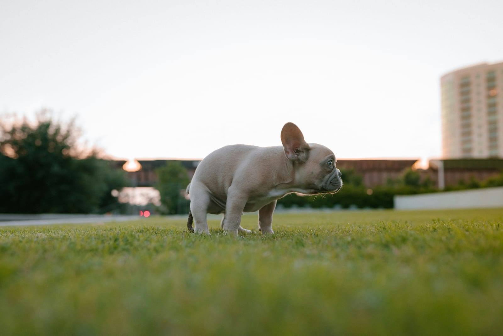 Young puppy outside on grass during potty training