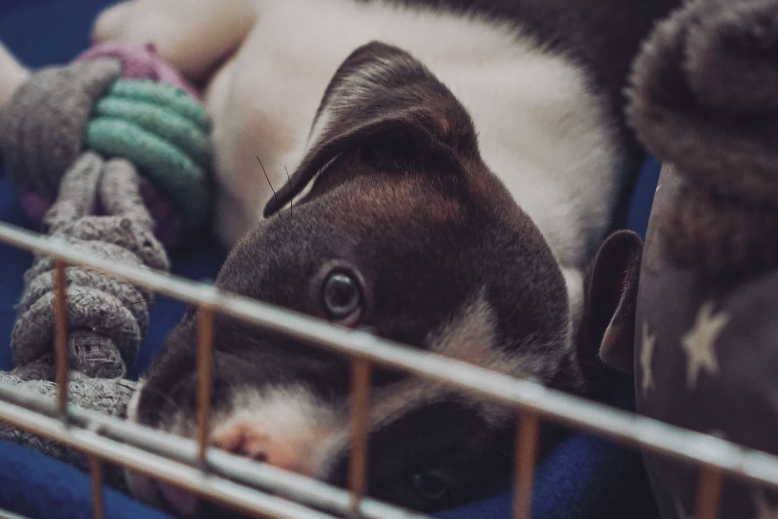 Black-and-white puppy lying awake on a blue blanket inside a wire crate at night, a rope toy beside it