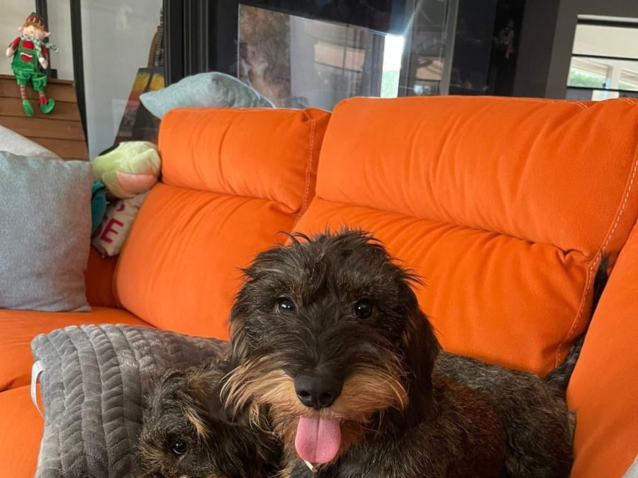 Wire-haired dachshunds Hatsu and Luna, the mother and daughter from the litter this guide is based on