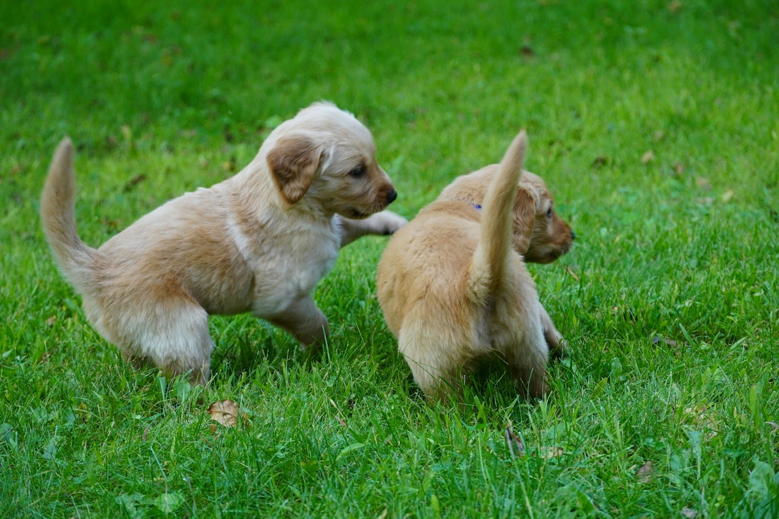 Two golden retriever puppies play-wrestling on the grass, practising social skills during the critical window