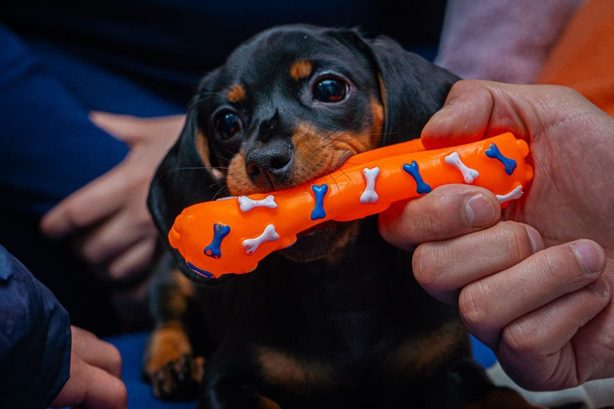 Black-and-tan dachshund puppy biting an orange rubber chew toy held out by a person's hand