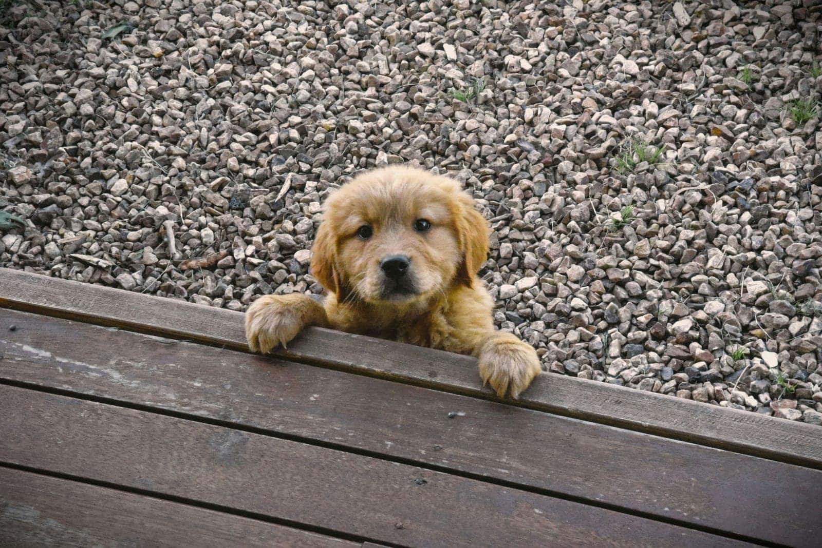 Puppy chewing on appropriate dog toy
