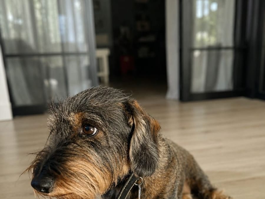 Hatsu, the author's nine-year-old wire-haired dachshund, with the breed's characteristic beard and eyebrows