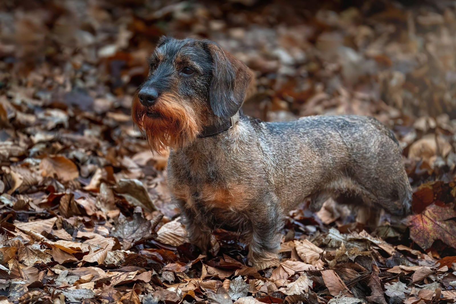 Adult wire-haired dachshund with a full beard standing alert on a carpet of brown autumn leaves