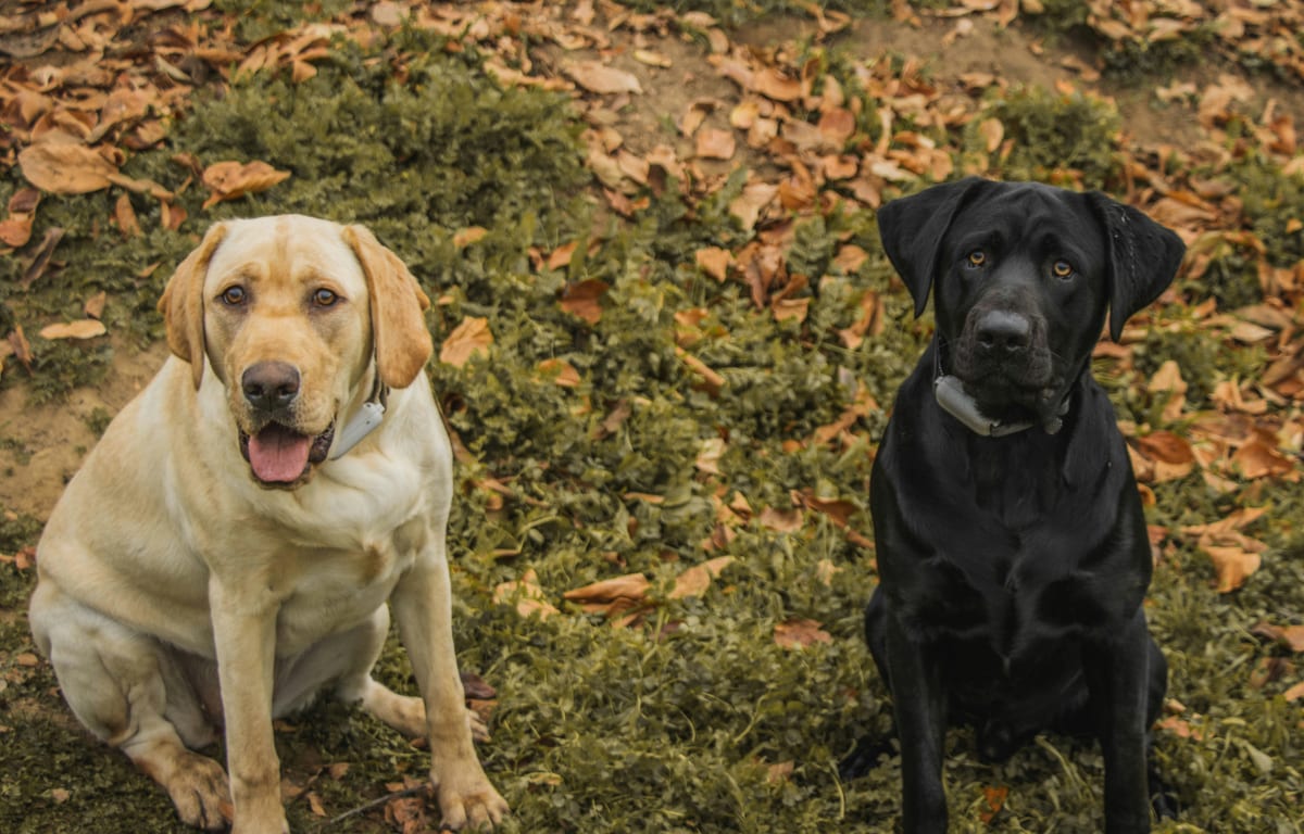 Yellow Labrador adult portrait