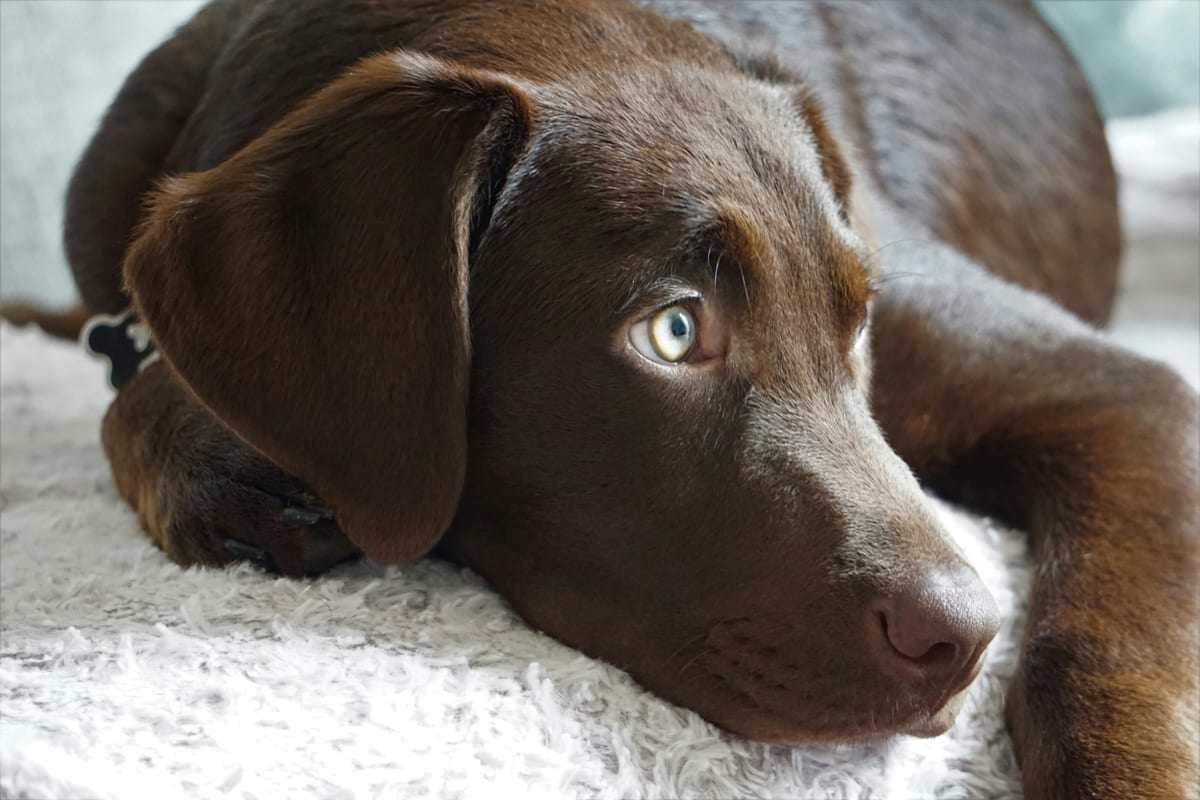 Black Labrador adult portrait