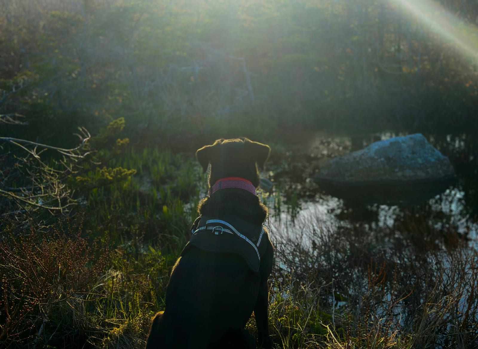 Yellow, black, and chocolate Labrador Retrievers together